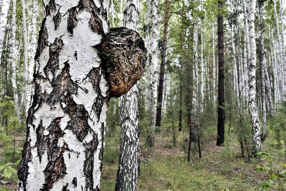 Chaga Pulver aus baltischer Vitalpilz-Wildsammlung - Image 7