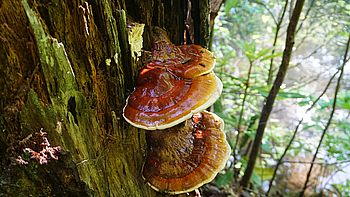 Reishi Pulver 250g | Bio | Vitalpilz für Reishi Tee - Image 7